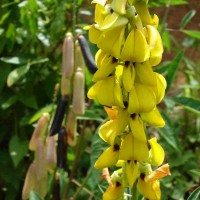 Crotalaria trichotoma Bojer